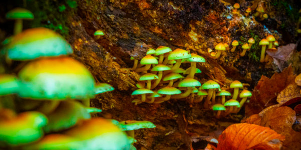 Magic Mushrooms and Ayahuasca Have Been Decriminalized in DC…